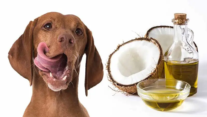How Can You Use Coconut Oil in Dogs? 3 Benefits Coconut Oil
