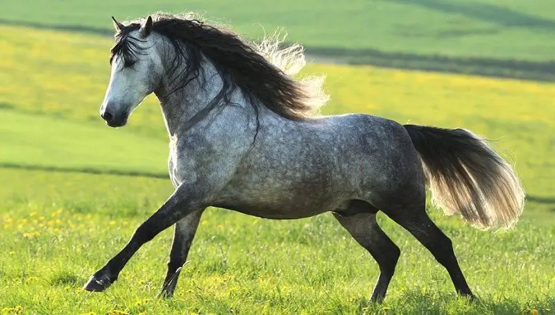 Black And White Horse