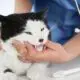 Cat At Dental Check