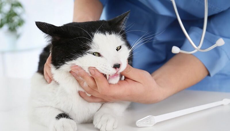 Cat At Dental Check