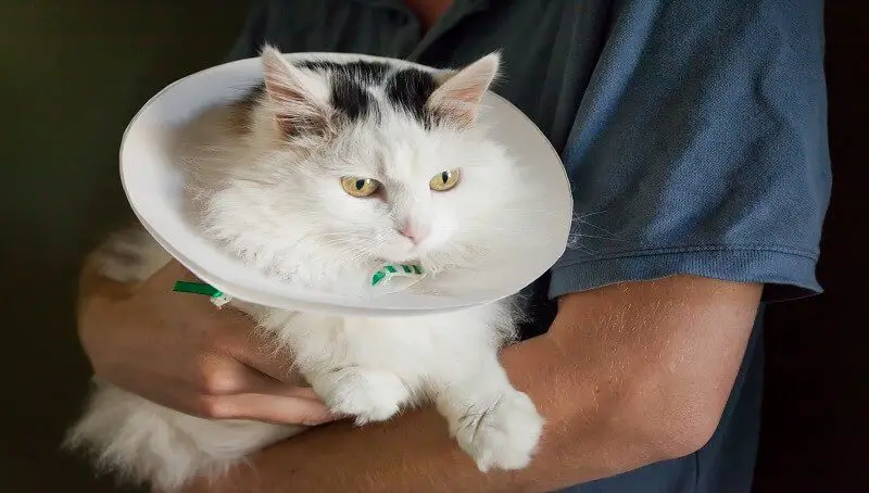 When and Why You Should Neuter Your Tomcat? Advantages and Disadvantages 3 Cat E-Collar