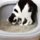 Cat In A Litter