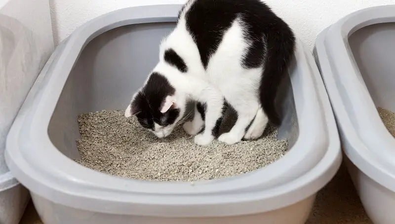 Cat In A Litter