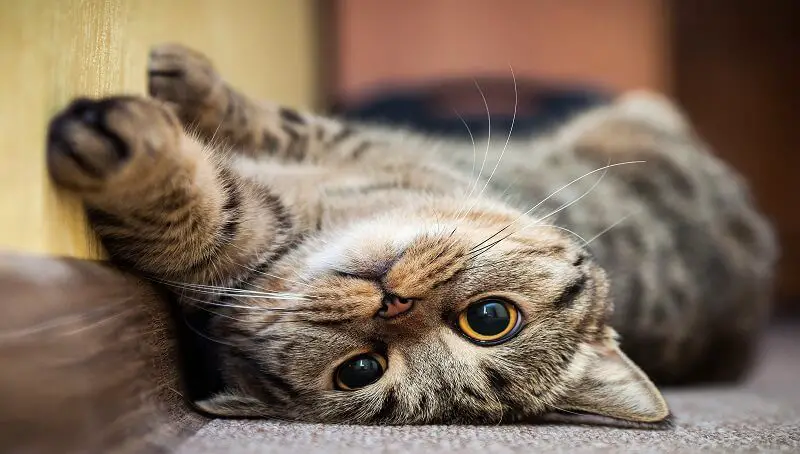 Do Cats Have Menopause? 2 Cat On Its Back