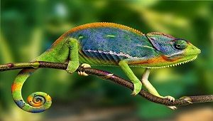 Chameleon Branch