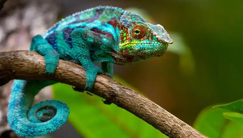 How To Care for A Chameleon? - Petculiars