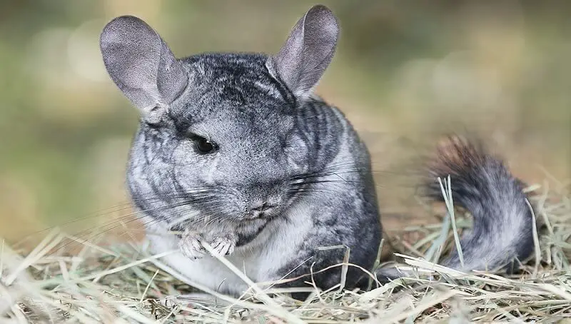 Chinchilla Teeth