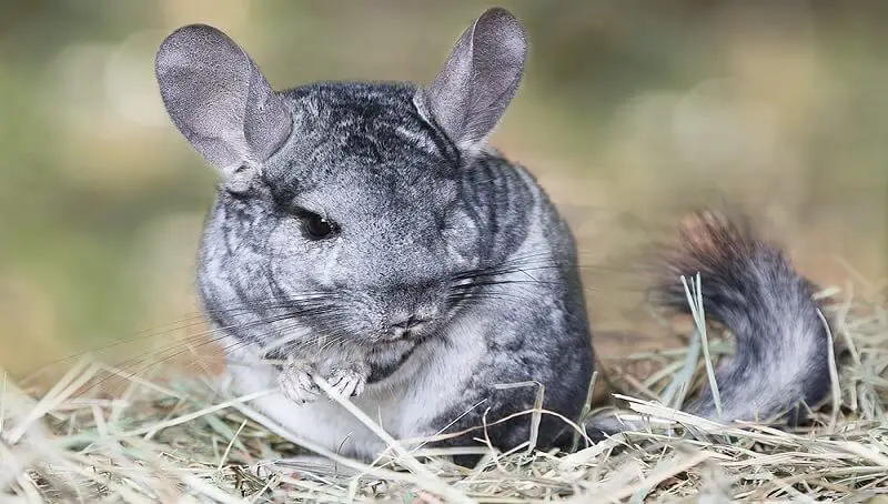 How to Take Care of Your Chinchilla’s Teeth? 2 Chinchilla Teeth