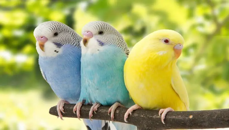 Colorful Parakeets