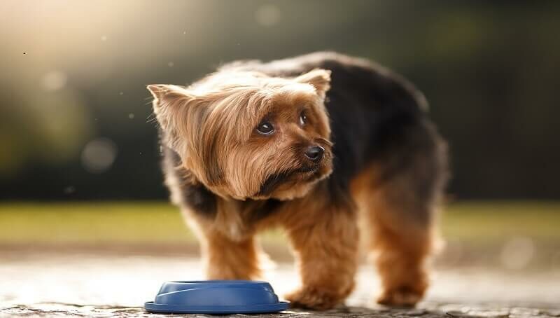 Why Does My Dog Refuse to Drink Water? 4 Dehydrated Dog