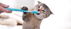 Dental Care In Cats