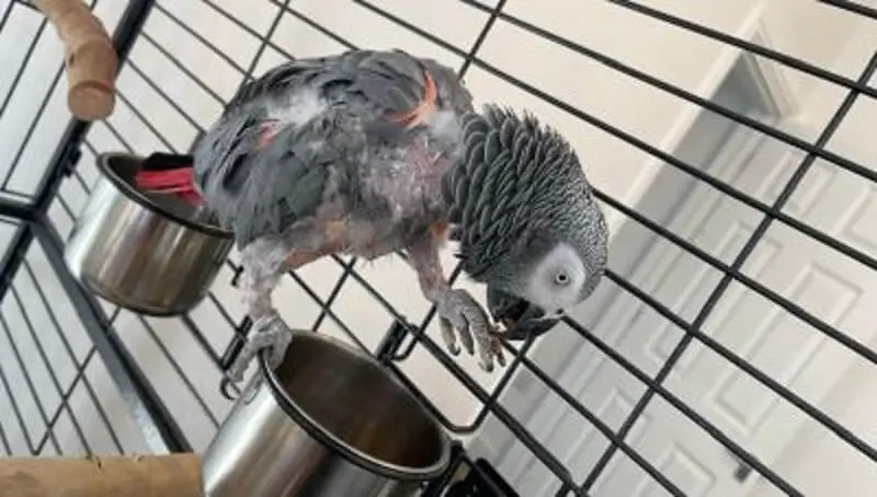 Depressed Parrot