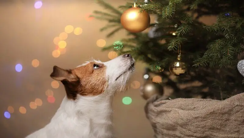 Dog Christmas Tree