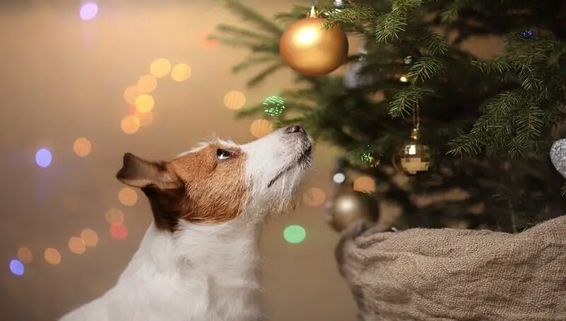 Is Christmas Tree Poisonous to Your Cat, Dog or Other Pet? 4 Dog Christmas Tree