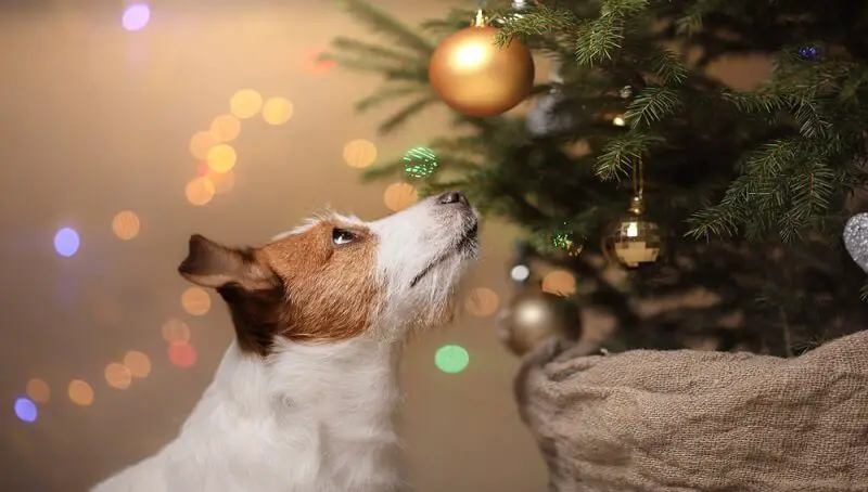 Dog Christmas Tree