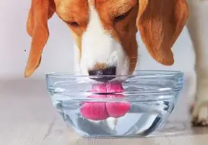 Dog Drinking Water