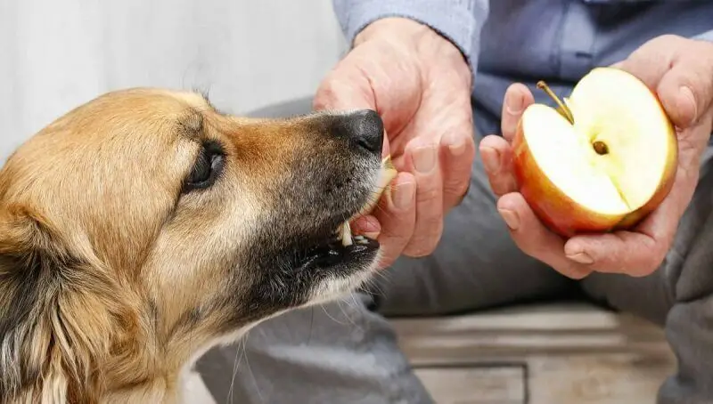 Dog Eats Apple