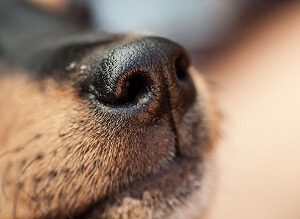 Dog Nose