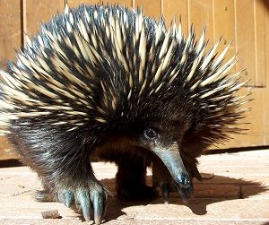 Echidna Mammal