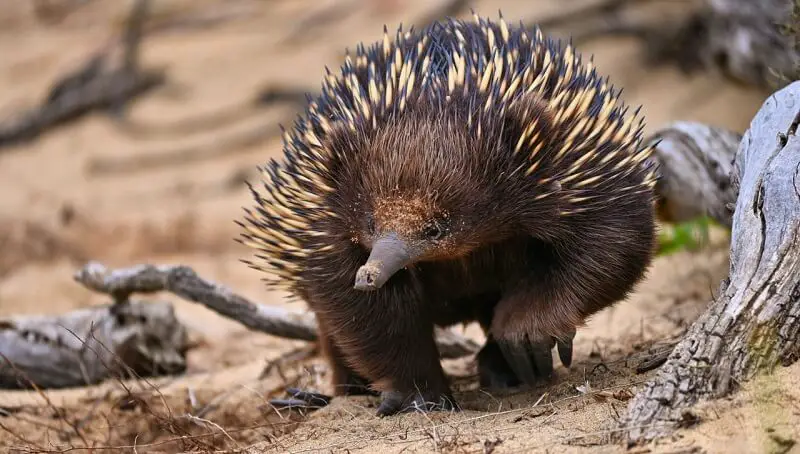 Echidna Walking