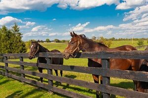 Farm Horse