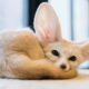 Fennec Fox