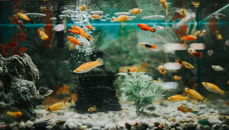 Fish Tank