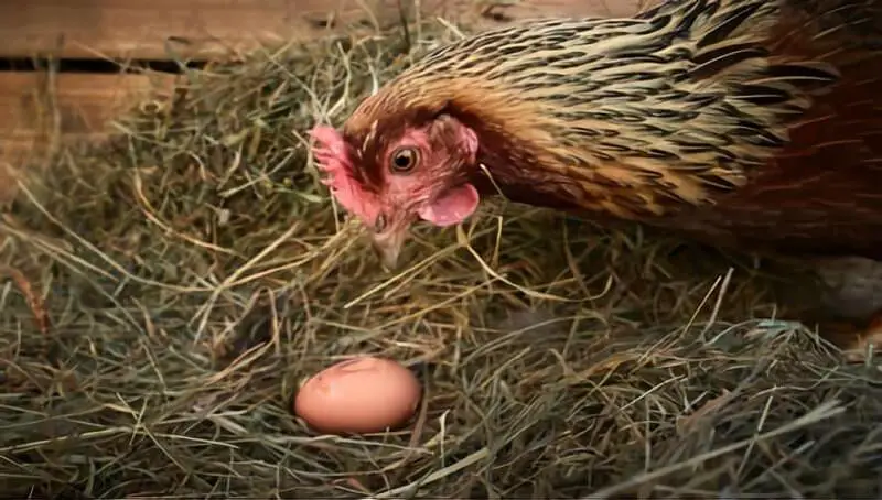 Why Does a Chicken Eat Its Own Eggs? 2 Hen And Egg