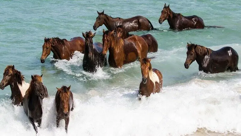 Do Horses Know How to Swim? 4 Herd Of Horses