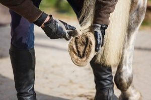 Horse Hoof