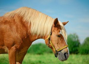 Horse Sleeps