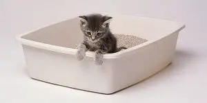 Kitten In A Litter