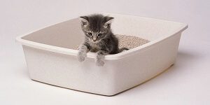 Kitten In A Litter