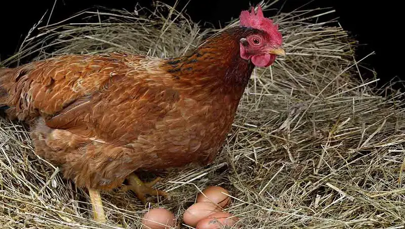 What Do Laying Chickens Eat? 3 Laying Hen