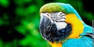 Macaw Ara