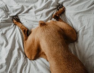 Older Dog Splooting