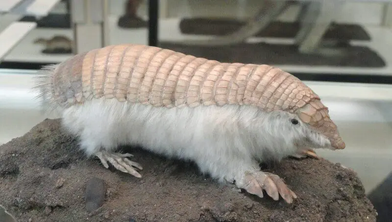 Pink Armadillo