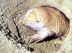 Pink Fairy Armadillo