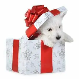 Present Puppy
