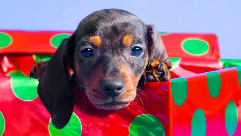 Puppy In A Box