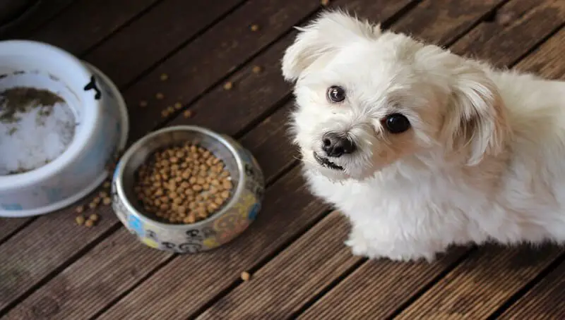 Why Isn't My Puppy Eating? 3 Puppy Not Eating