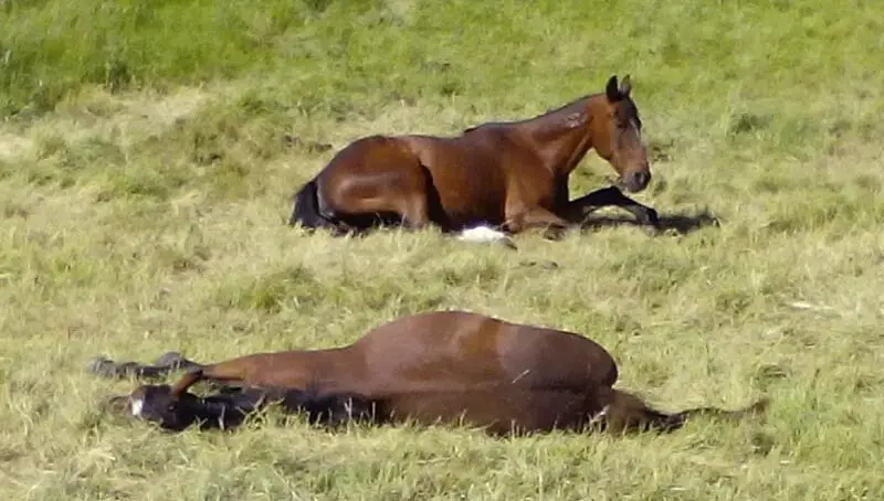 Sleeping Horses