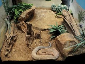 Snake In A Terrarium