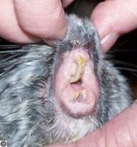 Teeth Problem In Chinchilla