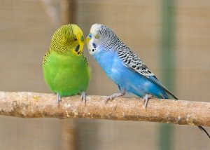 Two Parrots