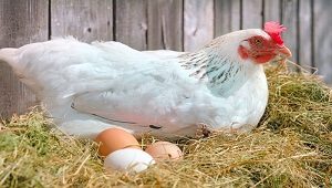 White Hen