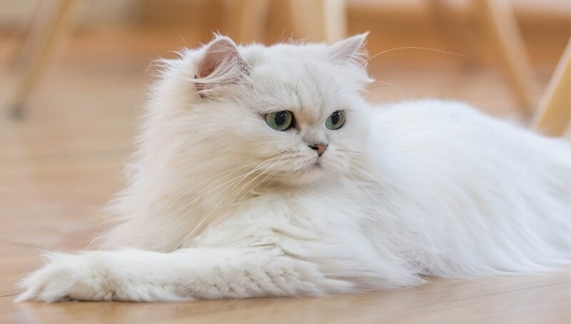 Fascinating Facts About White Cats 2 White Persian