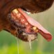 Why Do Dogs Drool Excessively