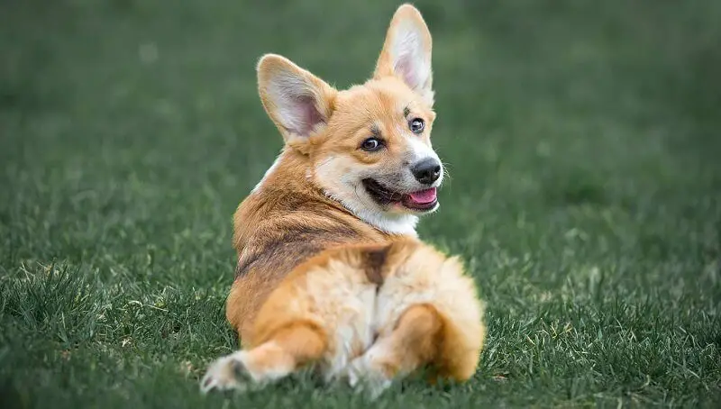 Why Dogs Sploot