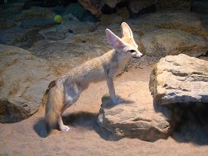 Wild Fennec